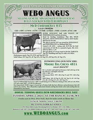 Webo Angus Bull Sale