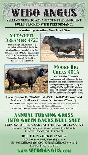 Webo Angus Bull Sale