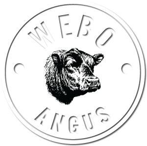 WEBO Angus